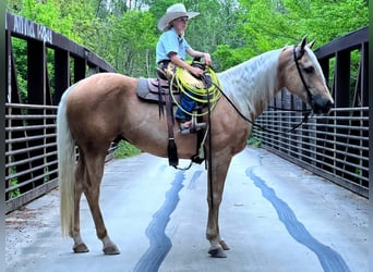 American Quarter Horse, Gelding, 16 years, 15 hh, Palomino