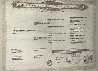 American Quarter Horse, Gelding, 16 years, 15 hh, Palomino