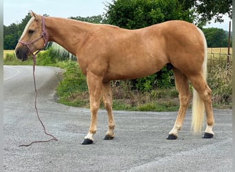 American Quarter Horse, Gelding, 16 years, 15 hh, Palomino