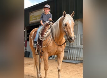 American Quarter Horse, Gelding, 16 years, 15 hh, Palomino