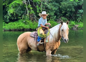 American Quarter Horse, Gelding, 16 years, 15 hh, Palomino