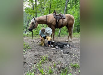 American Quarter Horse, Gelding, 16 years, 15 hh, Palomino