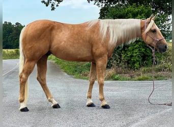 American Quarter Horse, Gelding, 16 years, 15 hh, Palomino