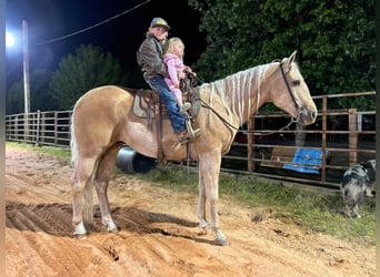American Quarter Horse, Gelding, 16 years, 15 hh, Palomino