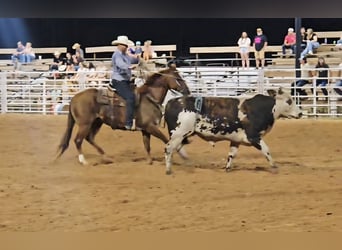 American Quarter Horse, Gelding, 16 years, 15 hh, Sorrel