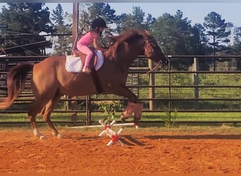 American Quarter Horse, Gelding, 16 years, 15 hh, Sorrel