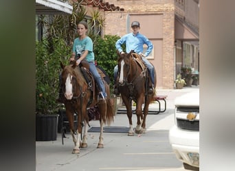 American Quarter Horse, Gelding, 16 years, 15 hh, Sorrel