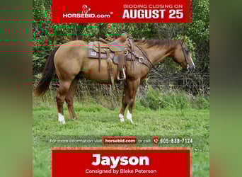 American Quarter Horse, Gelding, 16 years, 15 hh, Sorrel