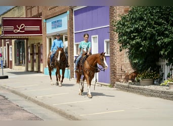 American Quarter Horse, Gelding, 16 years, 15 hh, Sorrel