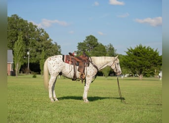 American Quarter Horse, Gelding, 16 years, 15 hh, White