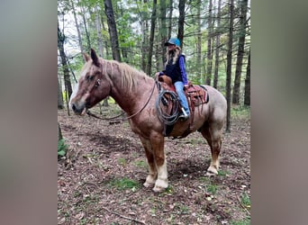 American Quarter Horse, Gelding, 16 years, 15,1 hh, Roan-Red