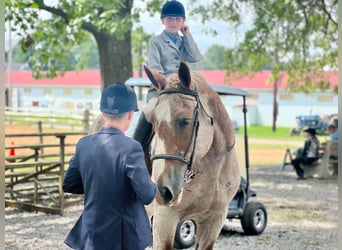American Quarter Horse, Gelding, 16 years, 15,1 hh, Roan-Red