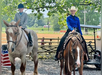 American Quarter Horse, Gelding, 16 years, 15,1 hh, Roan-Red