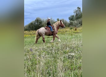 American Quarter Horse, Gelding, 16 years, 15,1 hh, Roan-Red