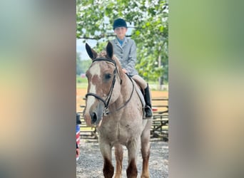 American Quarter Horse, Gelding, 16 years, 15,1 hh, Roan-Red