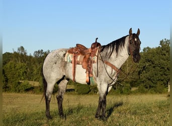 American Quarter Horse, Gelding, 16 years, 16.1 hh, Roan-Blue
