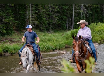 American Quarter Horse, Gelding, 16 years, 16 hh, Bay