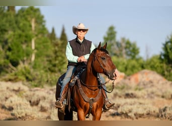 American Quarter Horse, Gelding, 16 years, 16 hh, Bay