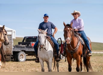 American Quarter Horse, Gelding, 16 years, 16 hh, Bay