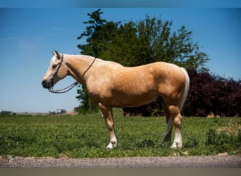 American Quarter Horse, Gelding, 16 years, 16 hh, Palomino