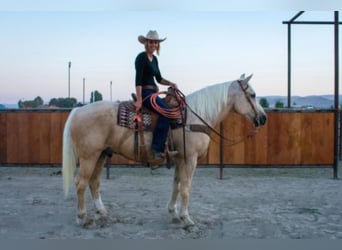 American Quarter Horse, Gelding, 16 years, 16 hh, Palomino