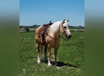 American Quarter Horse, Gelding, 16 years, 16 hh, Palomino