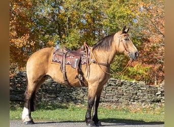 American Quarter Horse, Gelding, 16 years, 16,1 hh, Buckskin