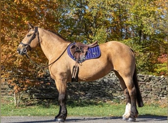American Quarter Horse, Gelding, 16 years, 16,1 hh, Buckskin