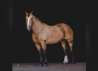 American Quarter Horse, Gelding, 16 years, 16,1 hh, Buckskin