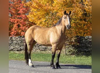 American Quarter Horse, Gelding, 16 years, 16,1 hh, Buckskin