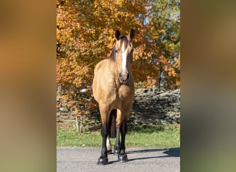 American Quarter Horse, Gelding, 16 years, 16,1 hh, Buckskin