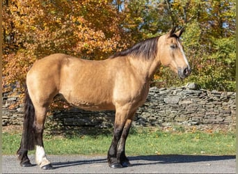 American Quarter Horse, Gelding, 16 years, 16,1 hh, Buckskin