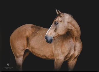 American Quarter Horse, Gelding, 16 years, 16,1 hh, Buckskin