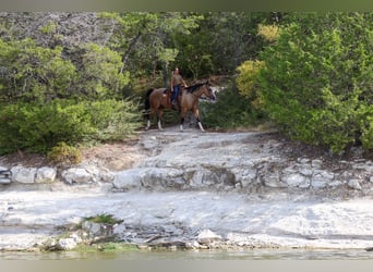 American Quarter Horse, Gelding, 16 years, Buckskin