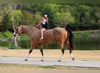 American Quarter Horse, Gelding, 16 years, Buckskin