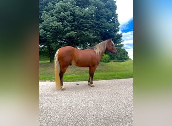 American Quarter Horse, Gelding, 16 years, Chestnut