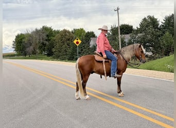 American Quarter Horse, Gelding, 16 years, Chestnut