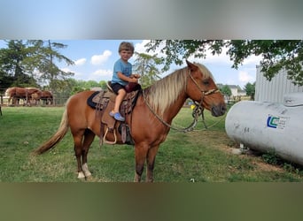 American Quarter Horse, Gelding, 16 years, Chestnut