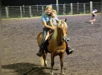 American Quarter Horse, Gelding, 16 years, Chestnut