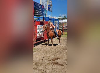 American Quarter Horse, Gelding, 16 years, Chestnut