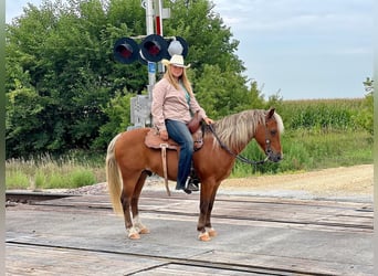 American Quarter Horse, Gelding, 16 years, Chestnut