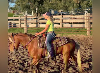 American Quarter Horse, Gelding, 16 years, Chestnut