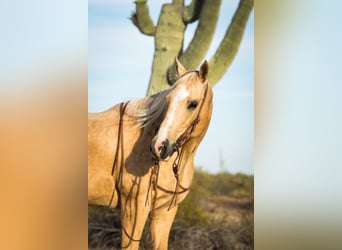 American Quarter Horse, Gelding, 16 years, Palomino