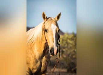 American Quarter Horse, Gelding, 16 years, Palomino