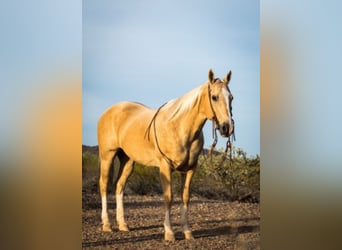 American Quarter Horse, Gelding, 16 years, Palomino