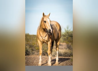 American Quarter Horse, Gelding, 16 years, Palomino