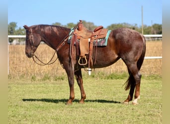 American Quarter Horse, Gelding, 16 years, Roan-Red