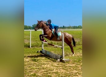 American Quarter Horse, Gelding, 16 years, Roan-Red