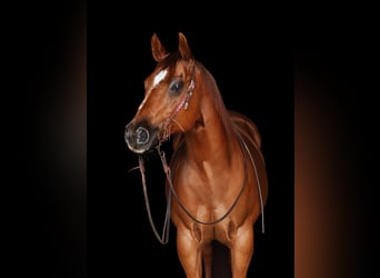 American Quarter Horse, Gelding, 17 years, 14.2 hh, Chestnut-Red