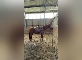 American Quarter Horse, Gelding, 17 years, 14.2 hh, Chestnut-Red